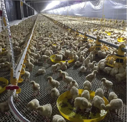 Automatic Chicken Poultry Equipment Chicken Feeding Line 50-100kg/H