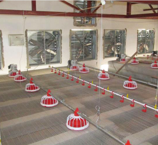 Hệ thống máy khoan thức ăn cho gà hoàn toàn tự động Máy cấp liệu cho gia cầm cho trang trại 1