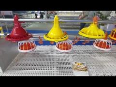 Hệ thống cho gia cầm ăn tự động