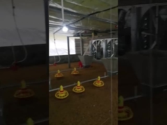 Tùy chỉnh thiết bị trung chuyển trang trại gà tự động có thể điều chỉnh điện áp